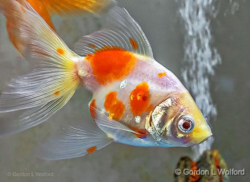 White & Orange Fish_P1170049.jpg - Photographed at Ottawa, Ontario, Canada.